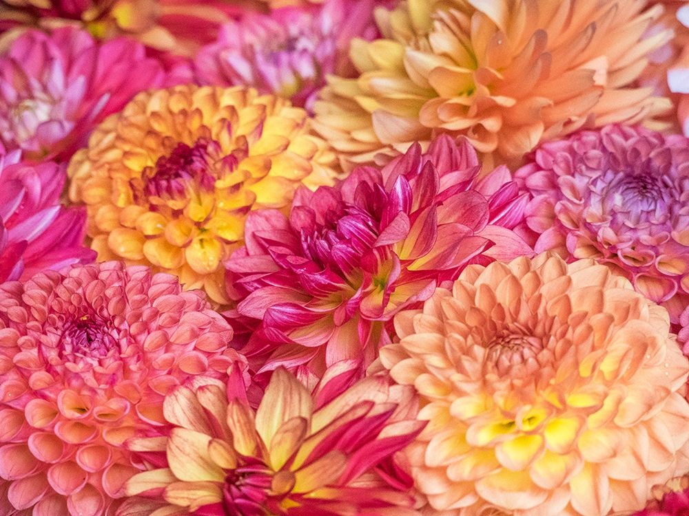 Washington State-Sammamish Dahlia flower design and patterns